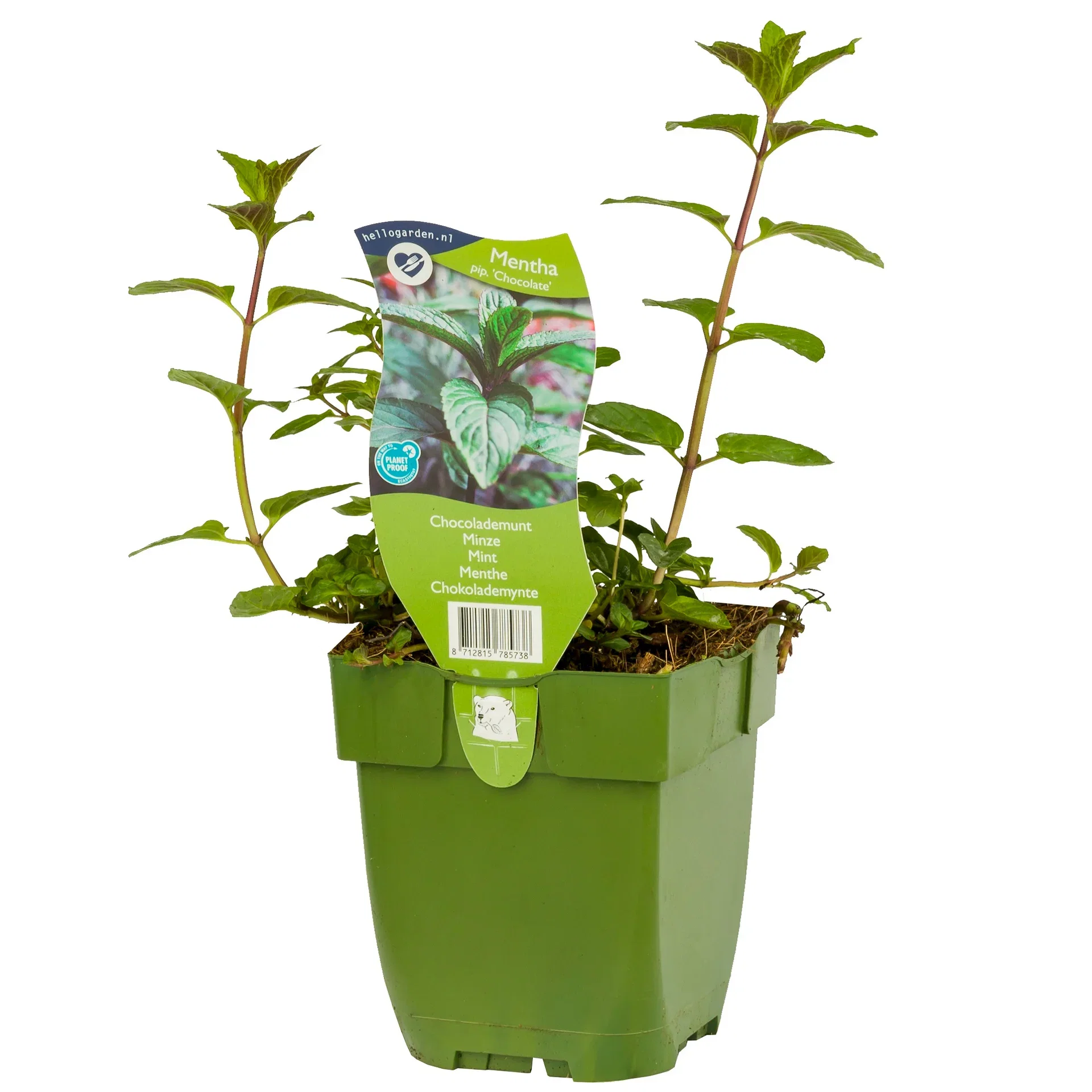 Sjokolademynte  'Chocolate'