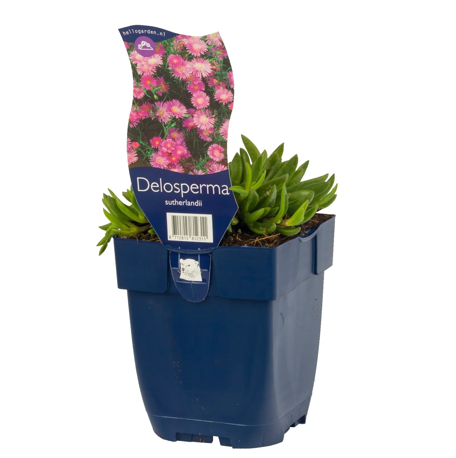 Delosperma sutherlandii