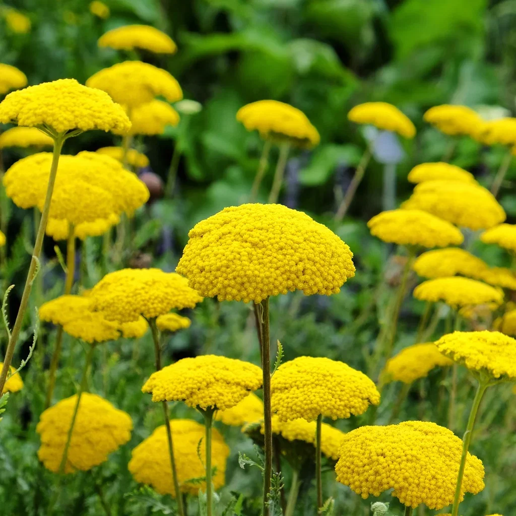 Praktryllik 'Cloth of Gold'