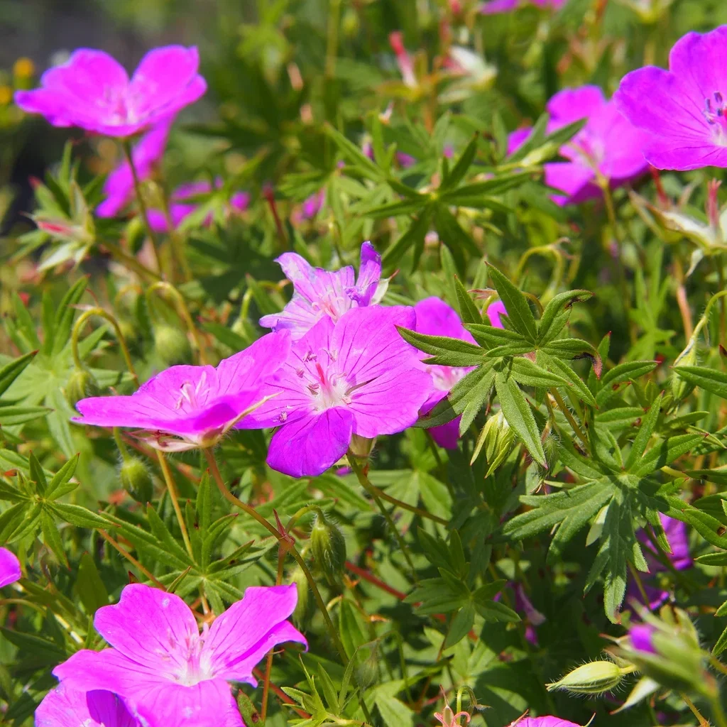 Geranium sanguineum 'Tiny Monster'