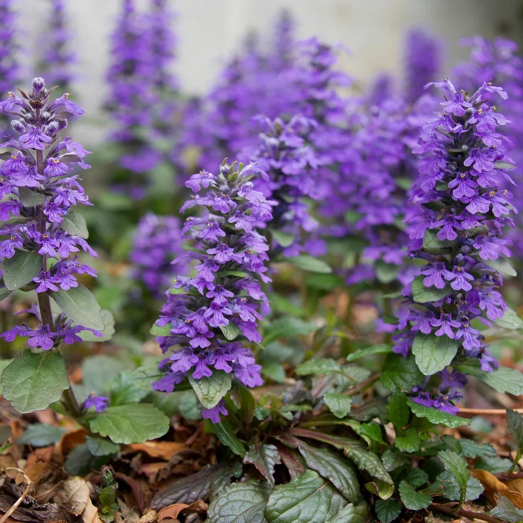 Ajuga reptans 'Catlin's Giant'