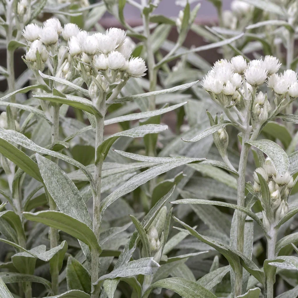 Anaphalis triplinervis