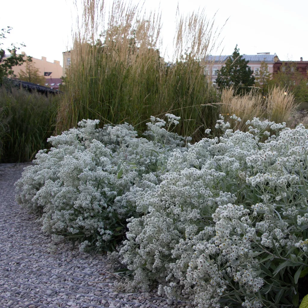 Anaphalis triplinervis