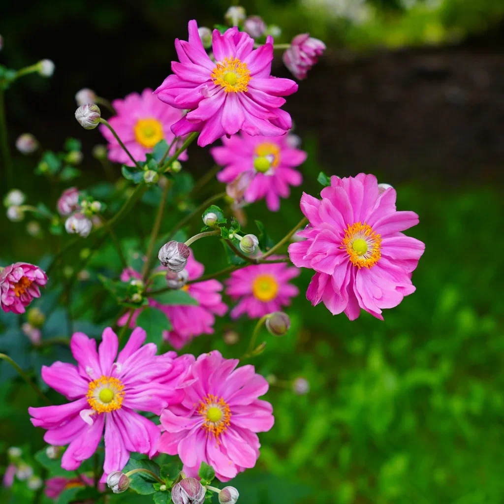 Anemone hup. 'Pamina'