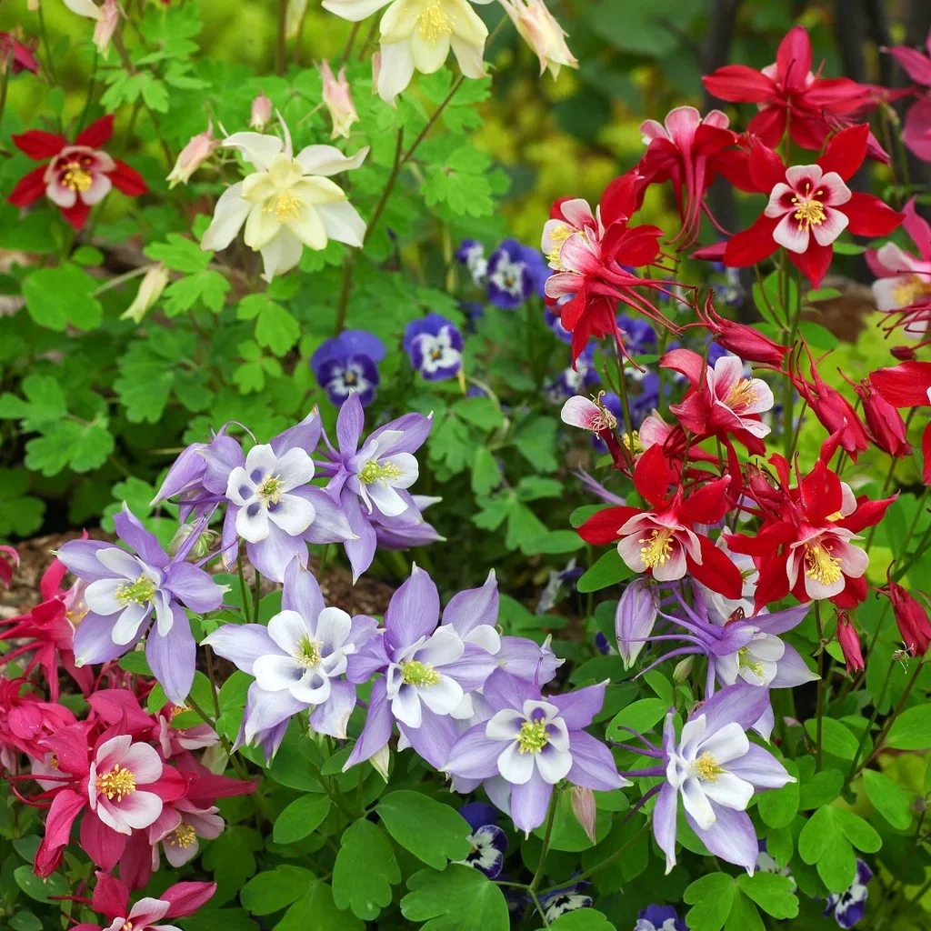 Praktakeleie 'Biedermeier'