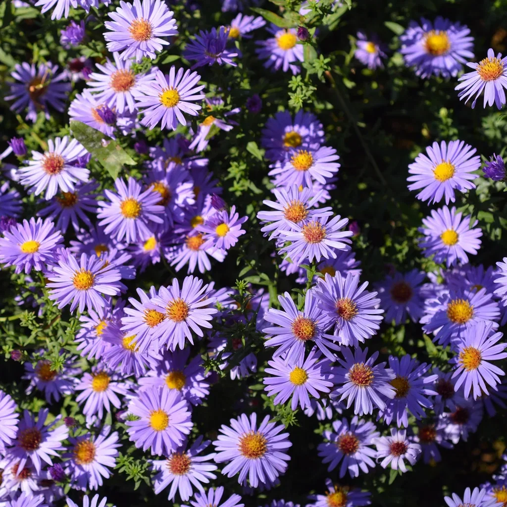 Buskaster 'Prof.A.Kippenberg'