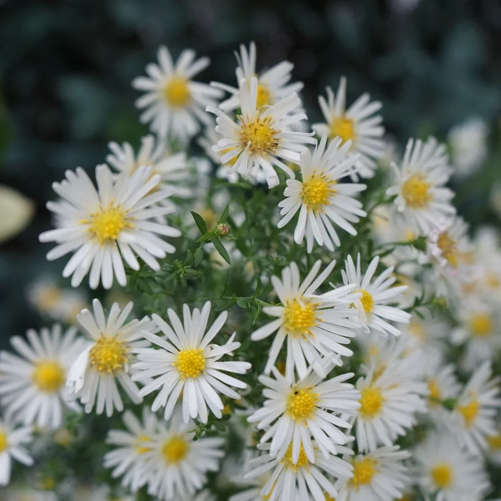 Aster dumosus 'Schneekissen'