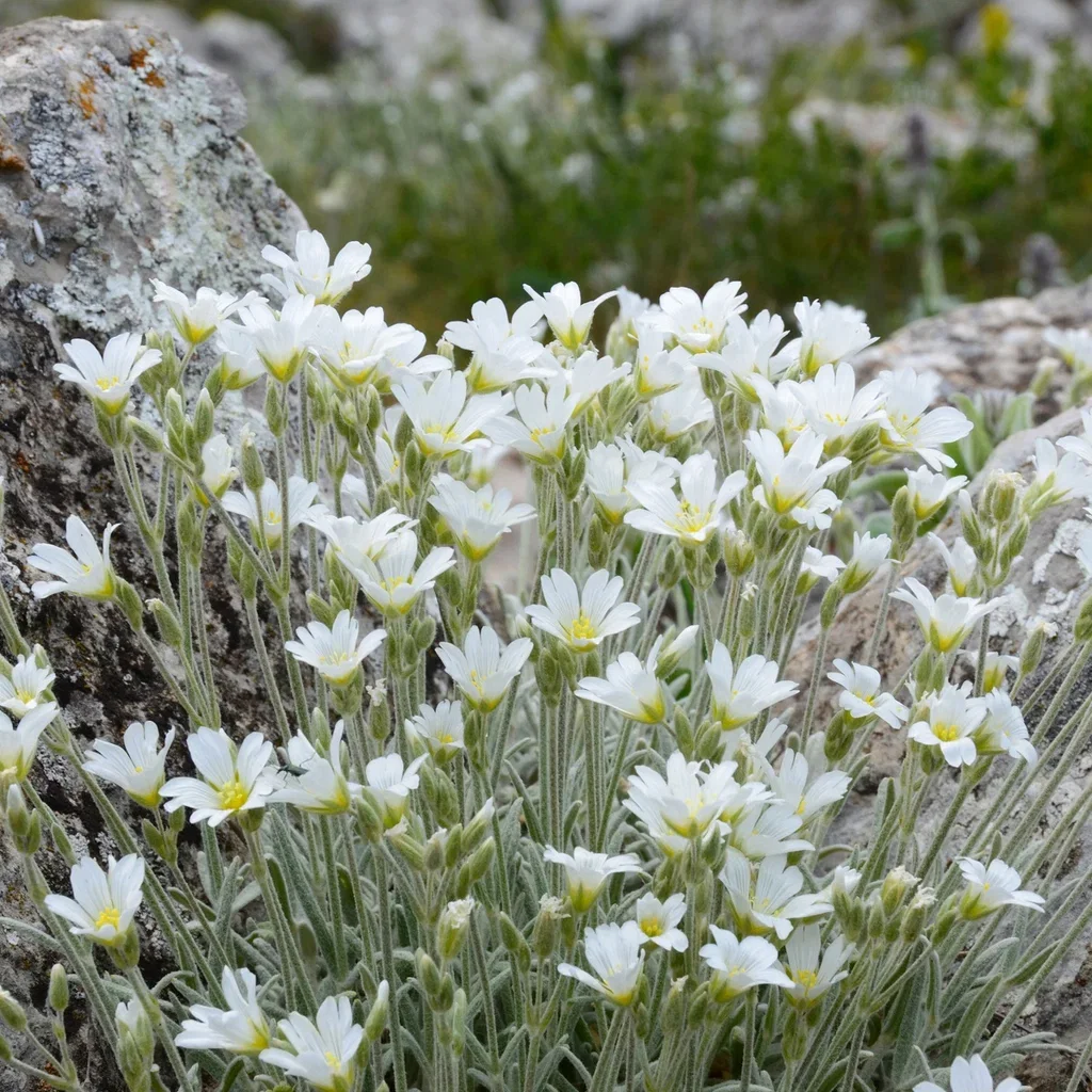 Cerastium biebersteinii