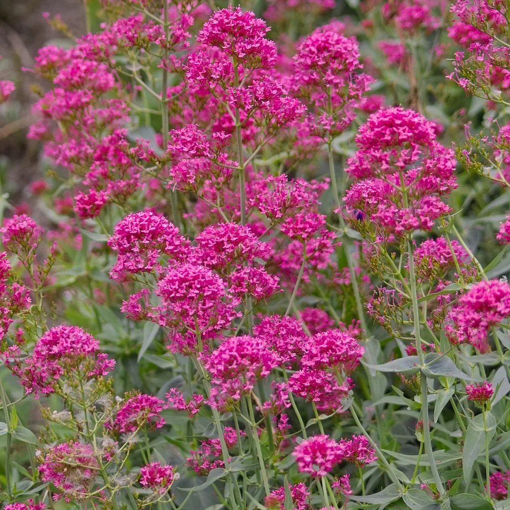 Sporeblomst 'Coccineus'