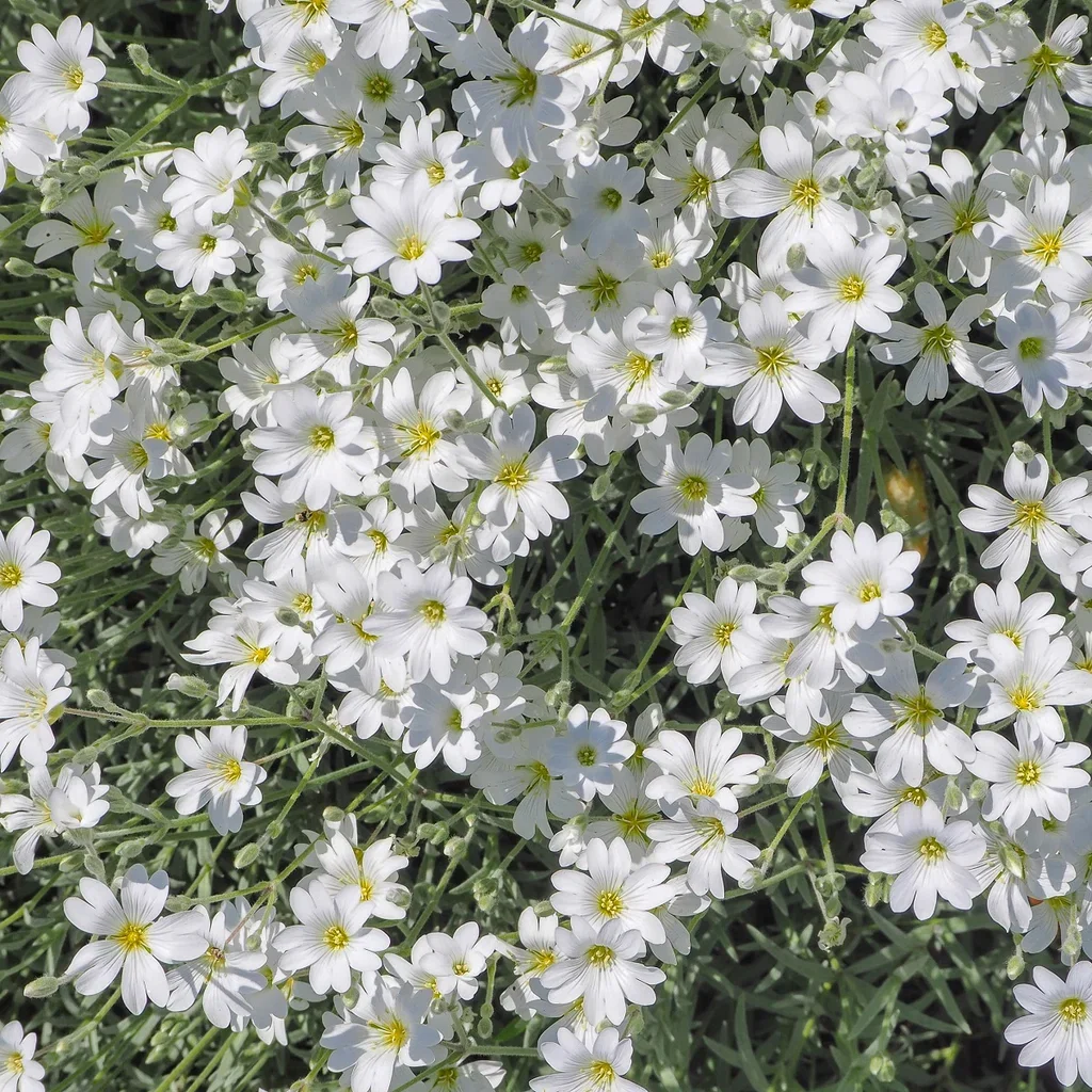 Cerastium biebersteinii