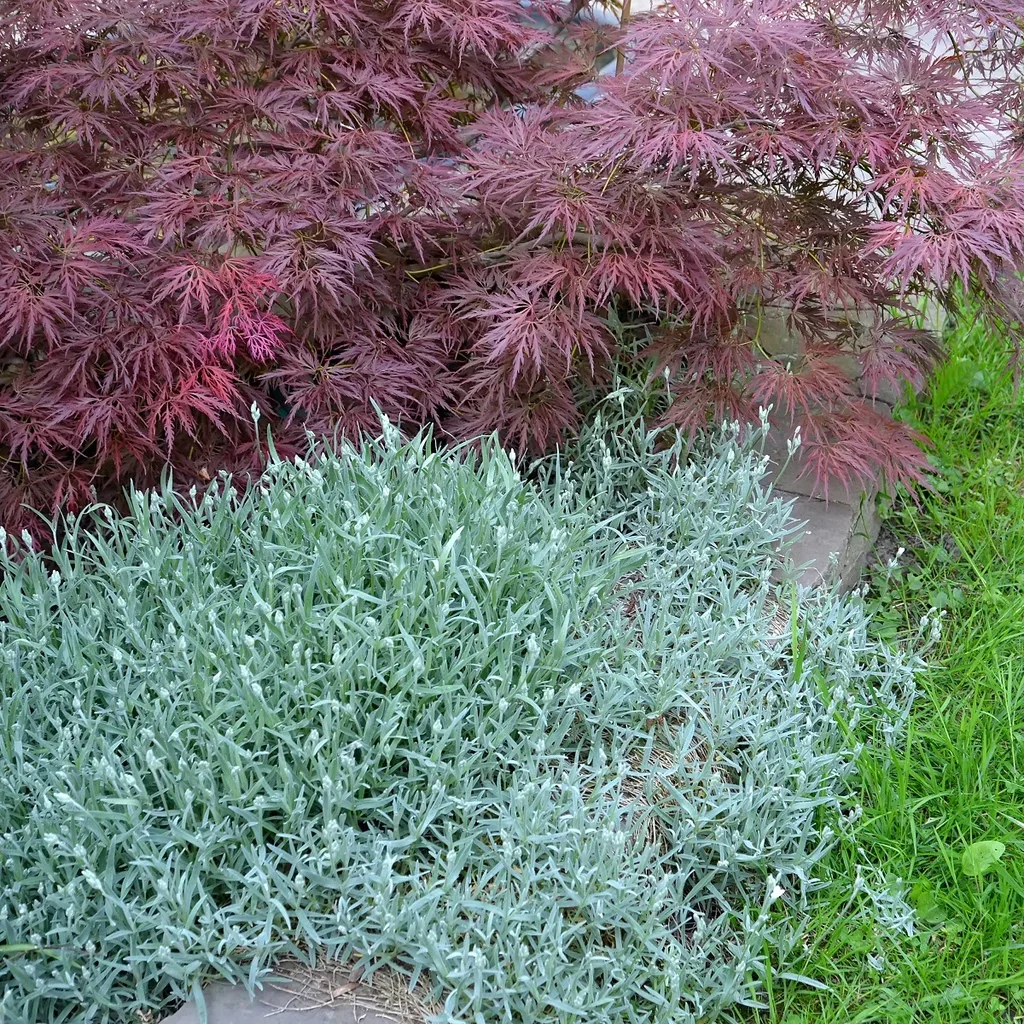 Cerastium biebersteinii