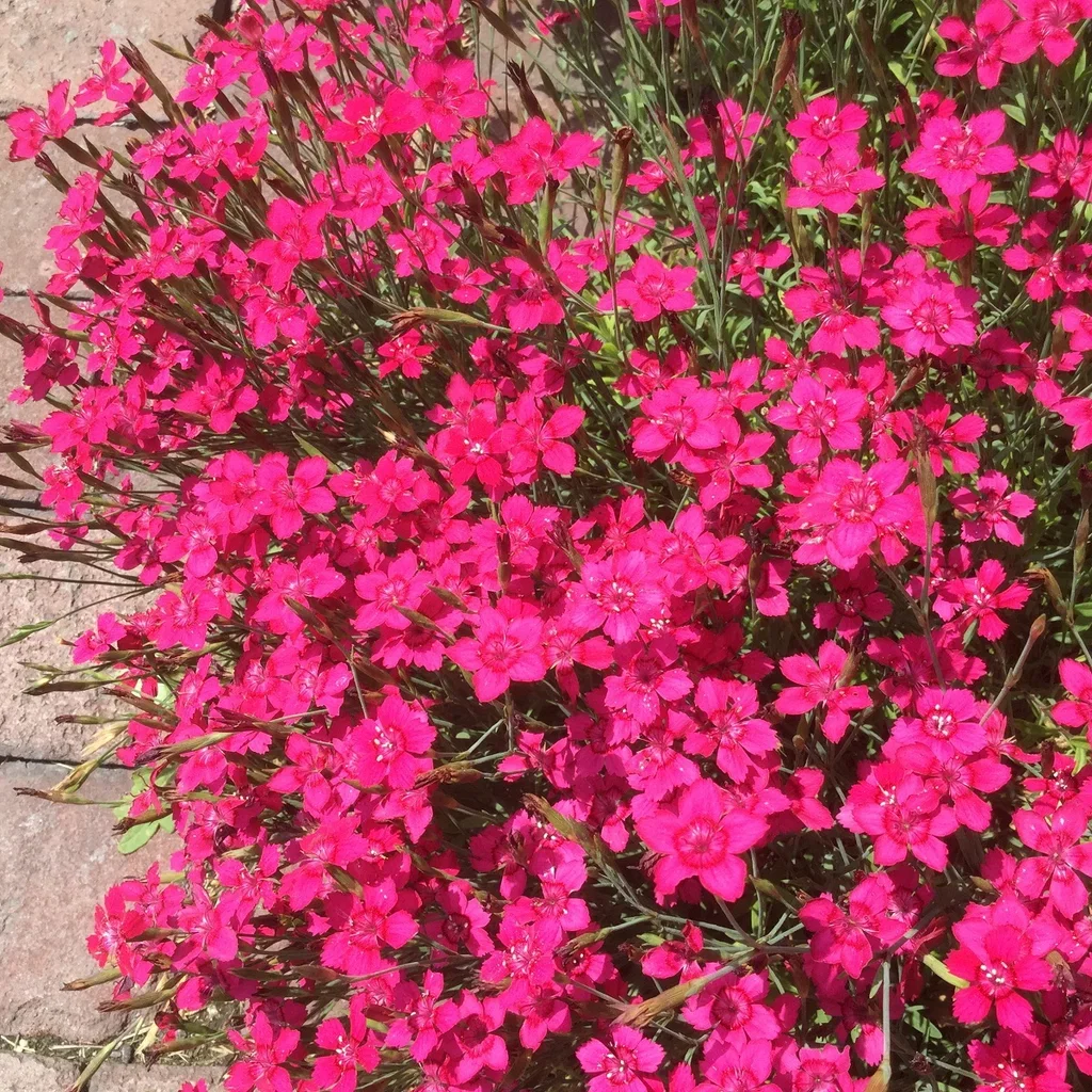 Engnellik 'Splendens'