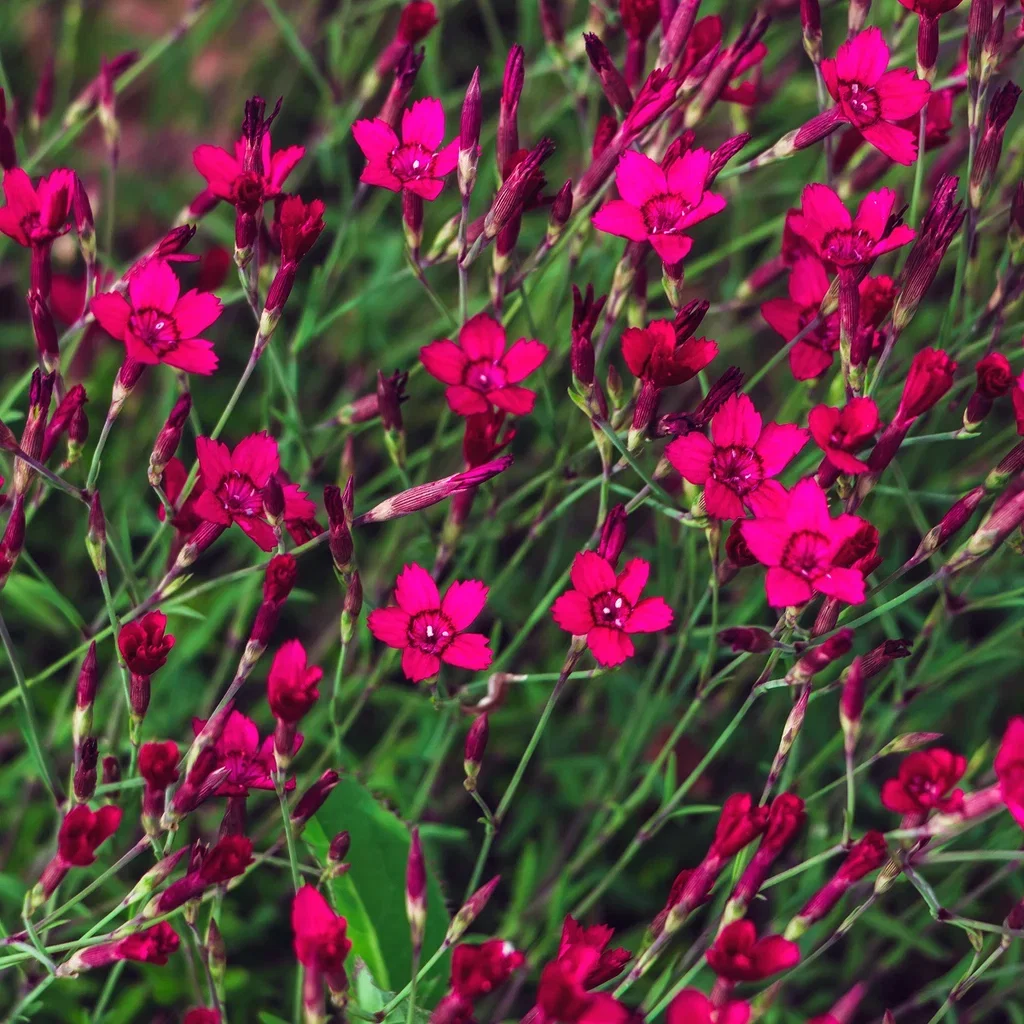 Engnellik 'Splendens'