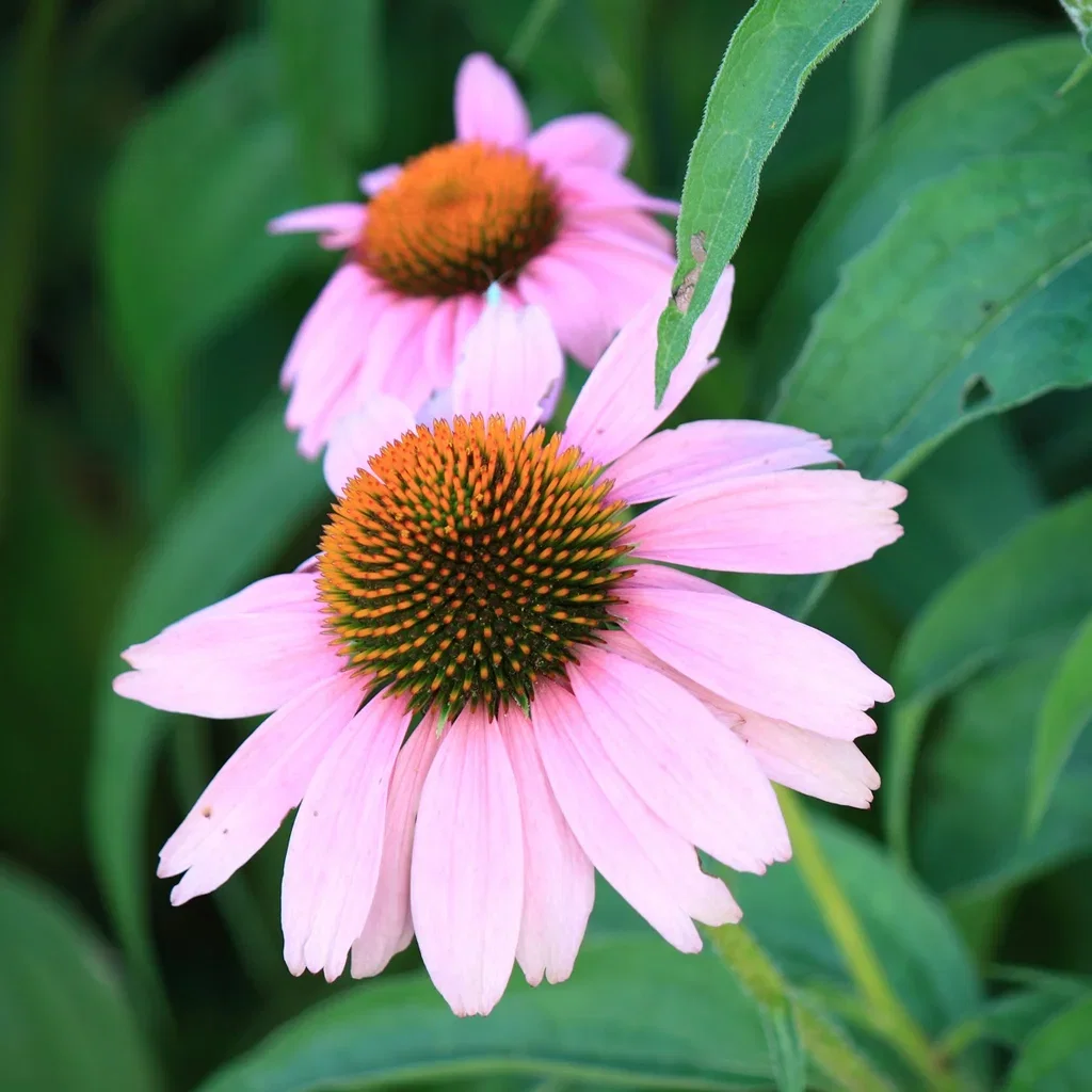 Purpursolhatt 'Magnus'