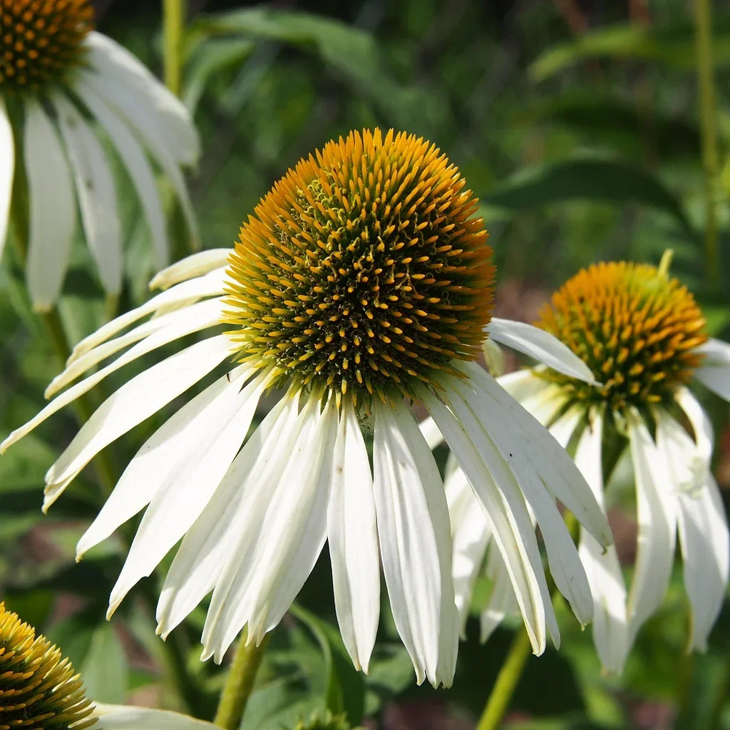 Purpursolhatt 'Alba'