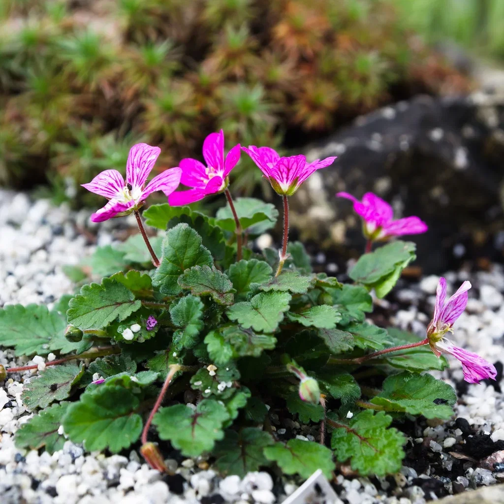 Erodium x variabile 'Bishop's Form'