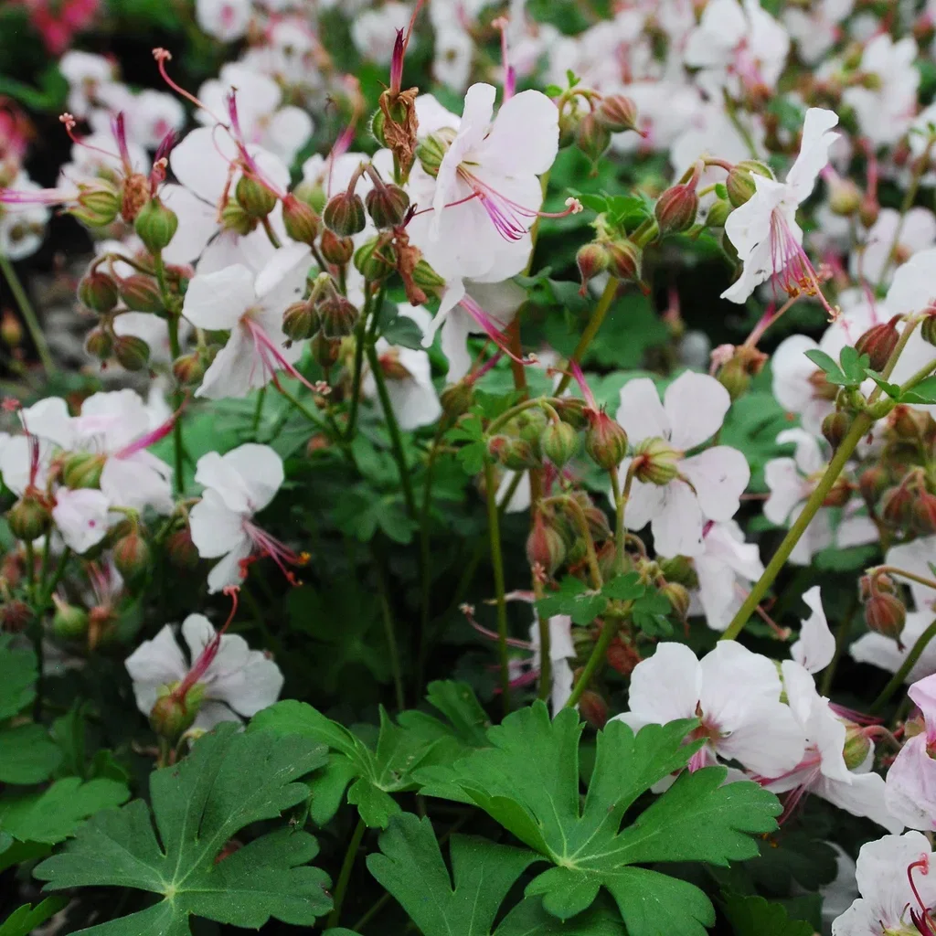 Kantabstorkenebb 'Biokovo'