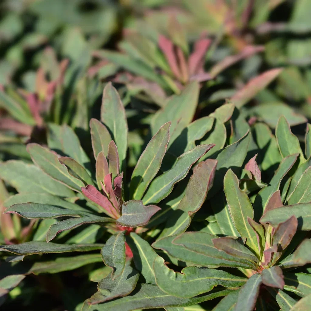 Dunvortemelk 'Purpurea'