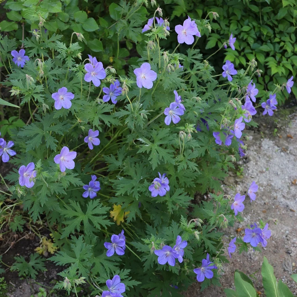 Geranium 'Johnson's Blue'