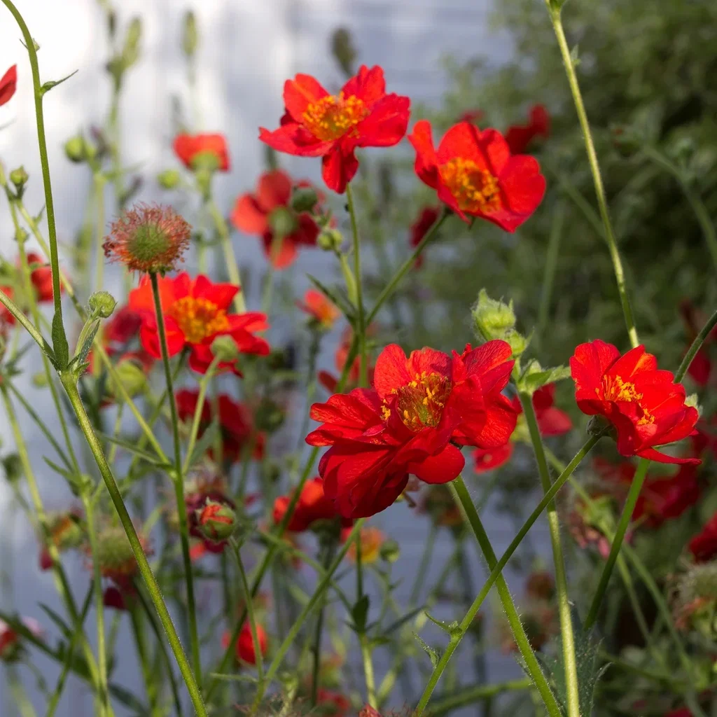 Chilehumleblom 'Mrs J. Bradshaw'