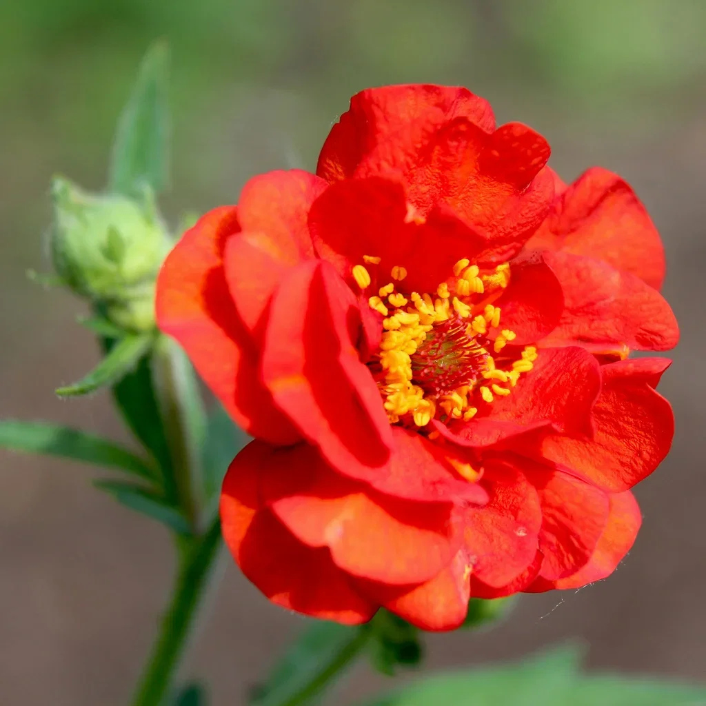 Chilehumleblom 'Mrs J. Bradshaw'