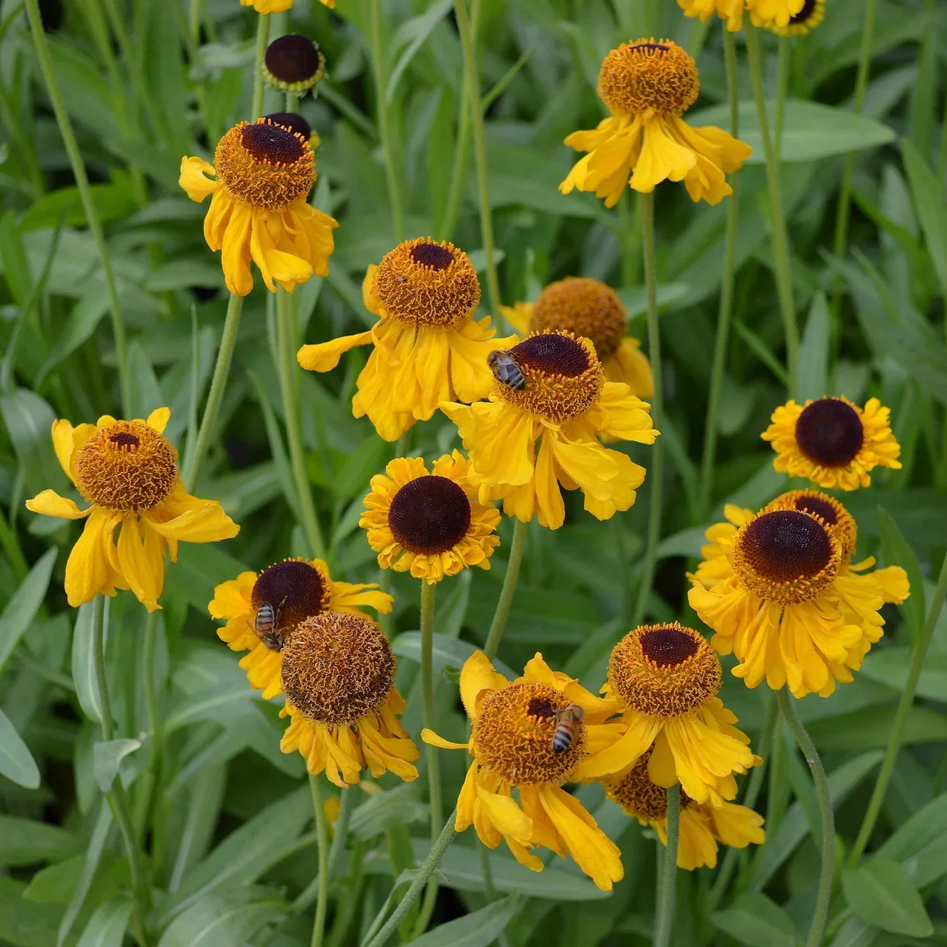 Helenium big. 'The Bishop'
