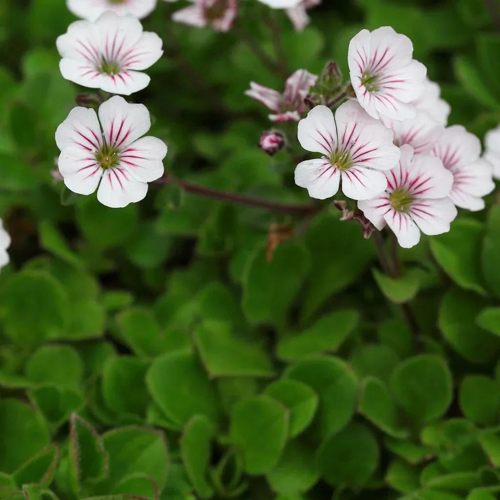 Gypsophila cerastioides