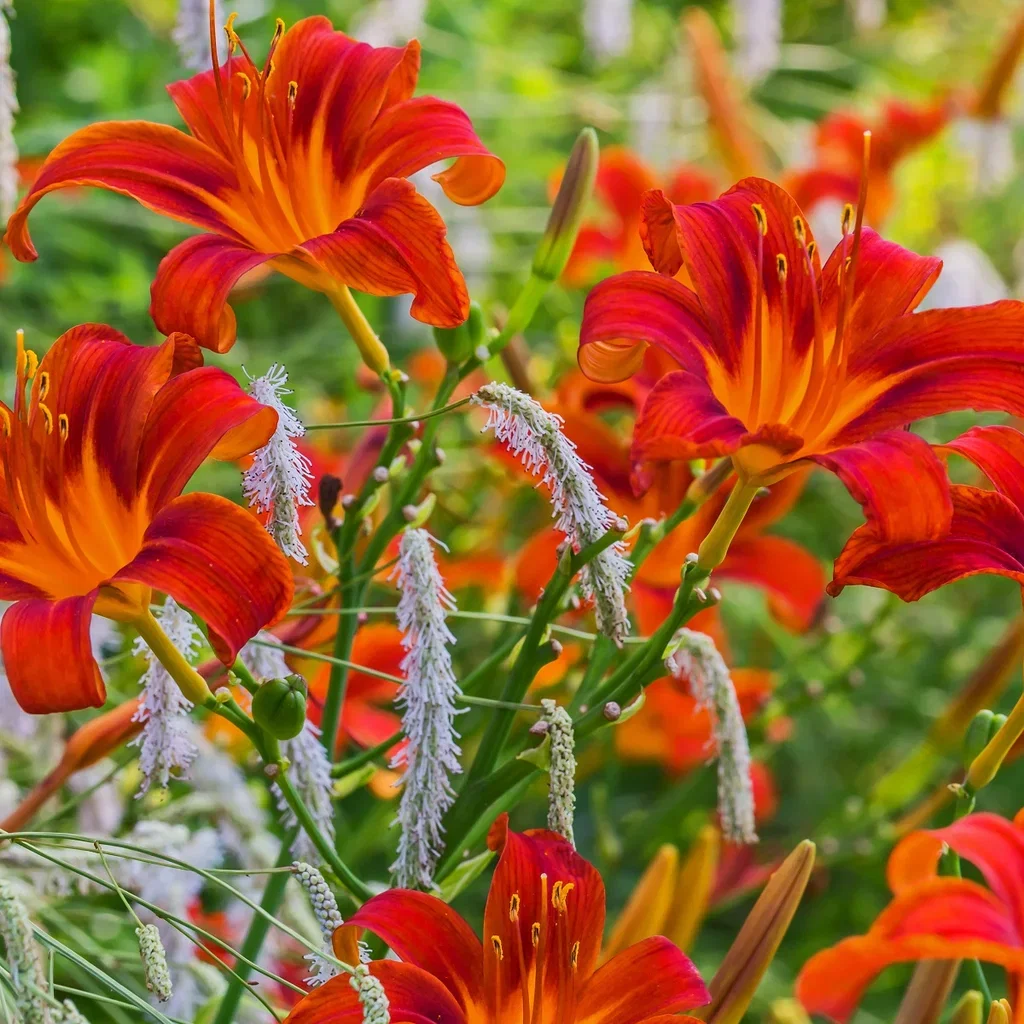 Daglilje 'Sammy Russell'