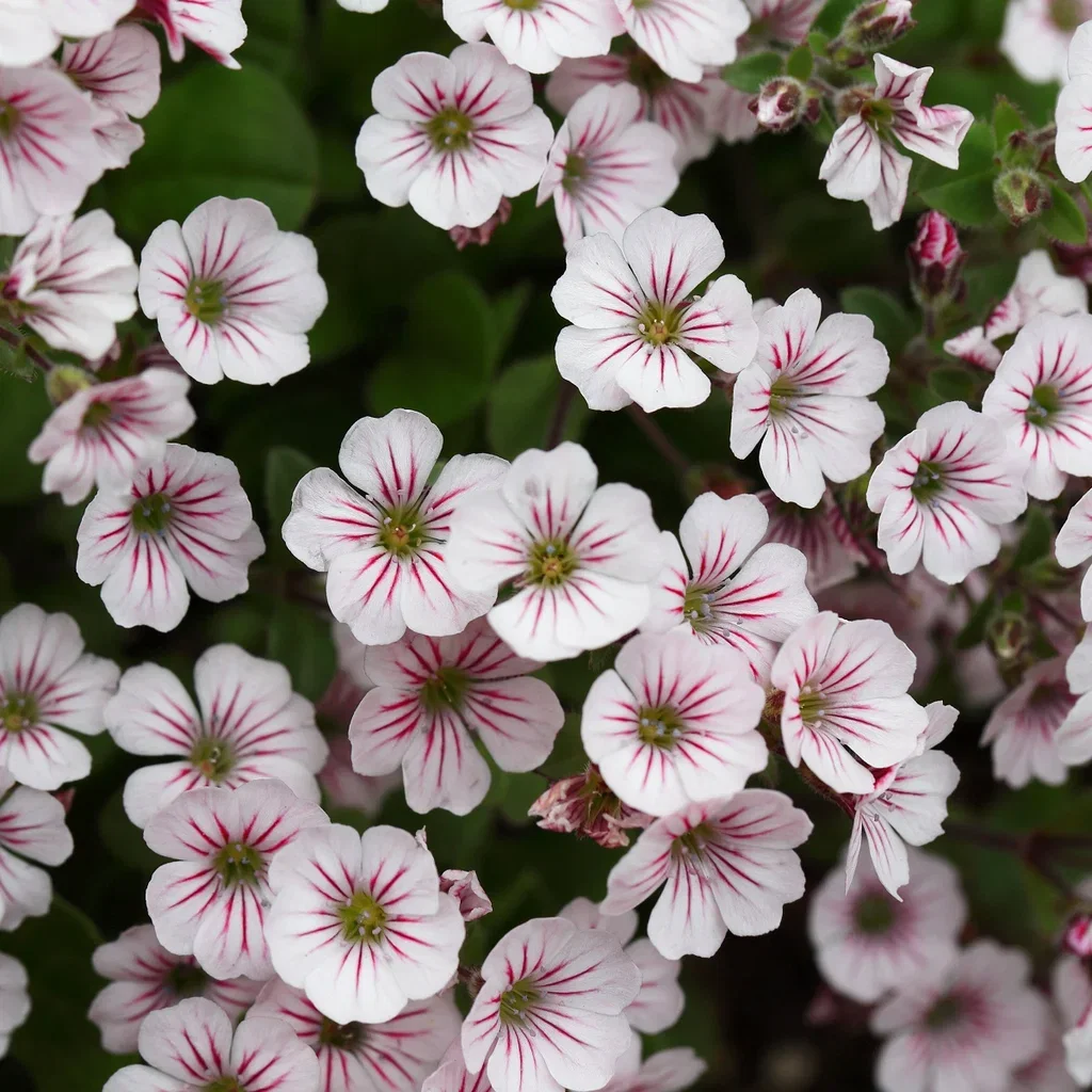 Gypsophila cerastioides