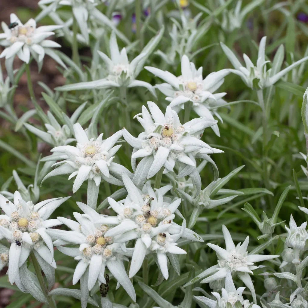 Alpe edelweiss