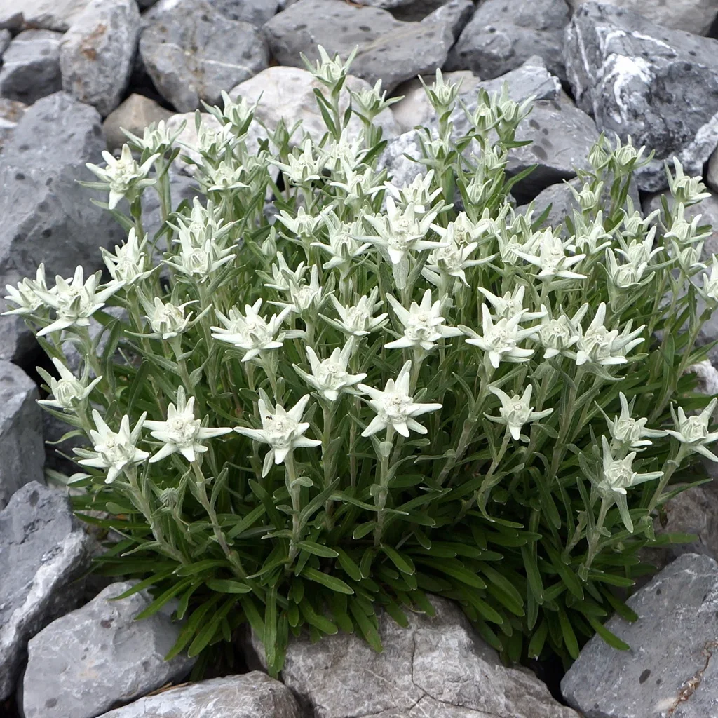 Alpe edelweiss