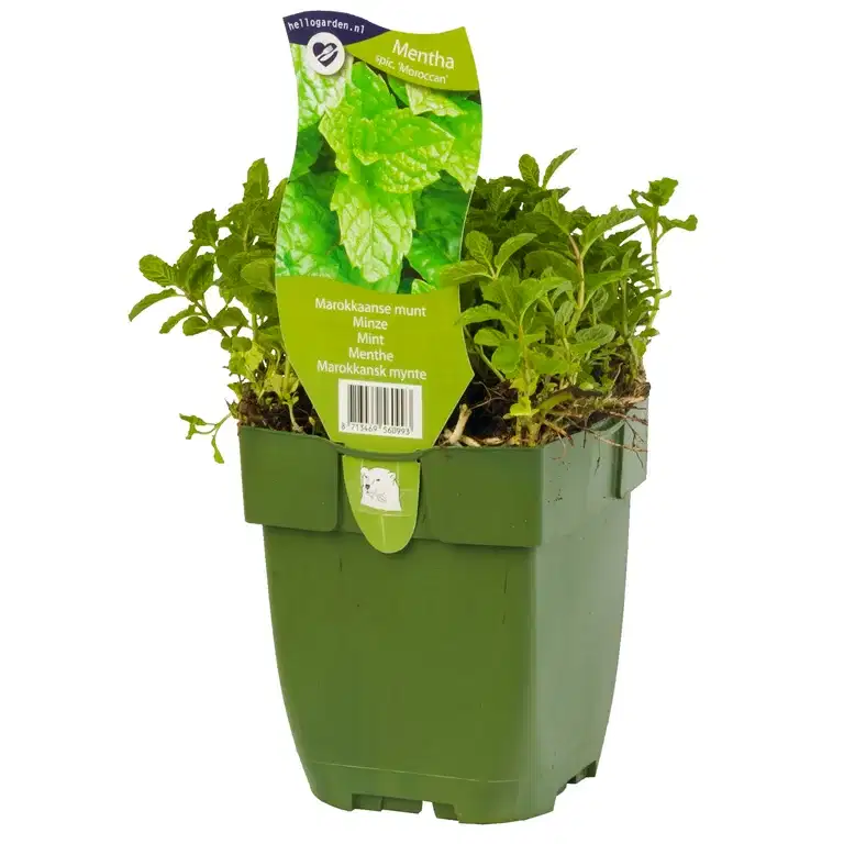 Mentha spicata 'Moroccan'