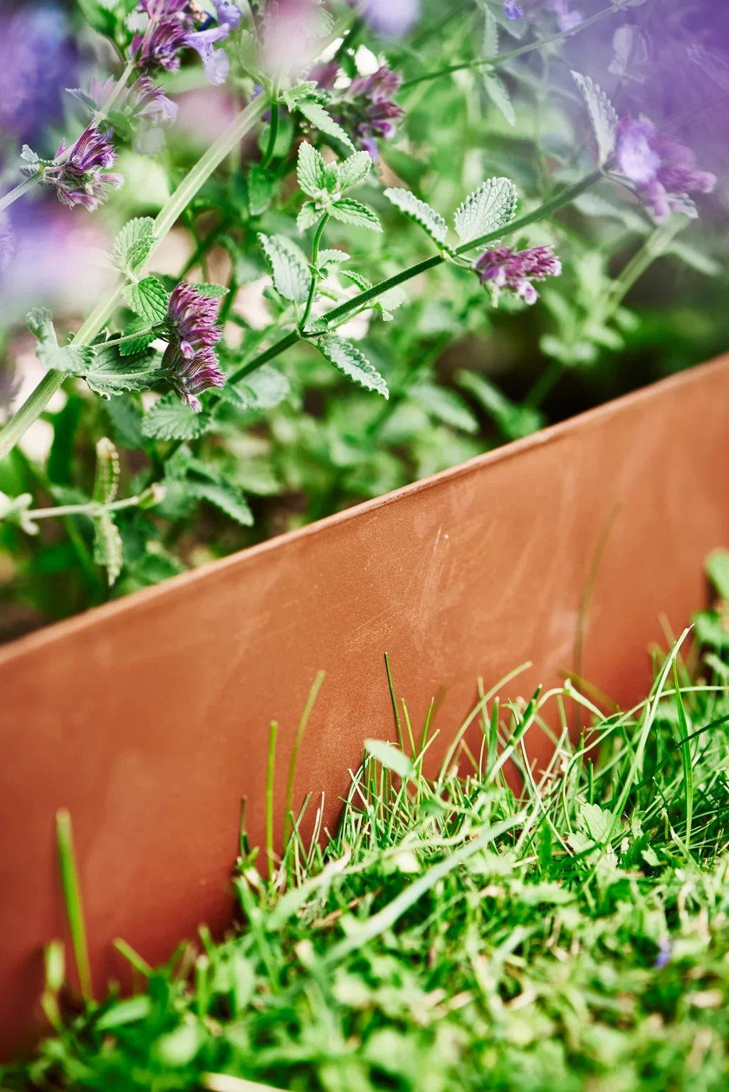 Nepeta x faassenii 'Walker's Low'