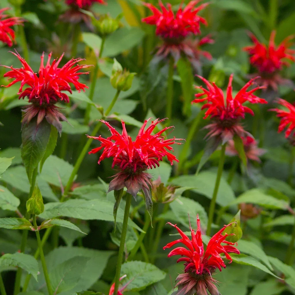 Hestemynte 'Cambridge Scarlet'