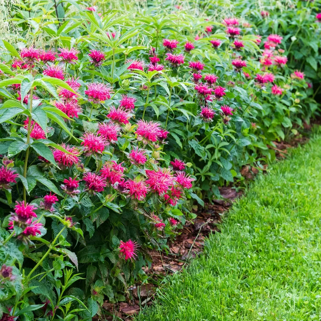 Hestemynte 'Marshall's Delight'