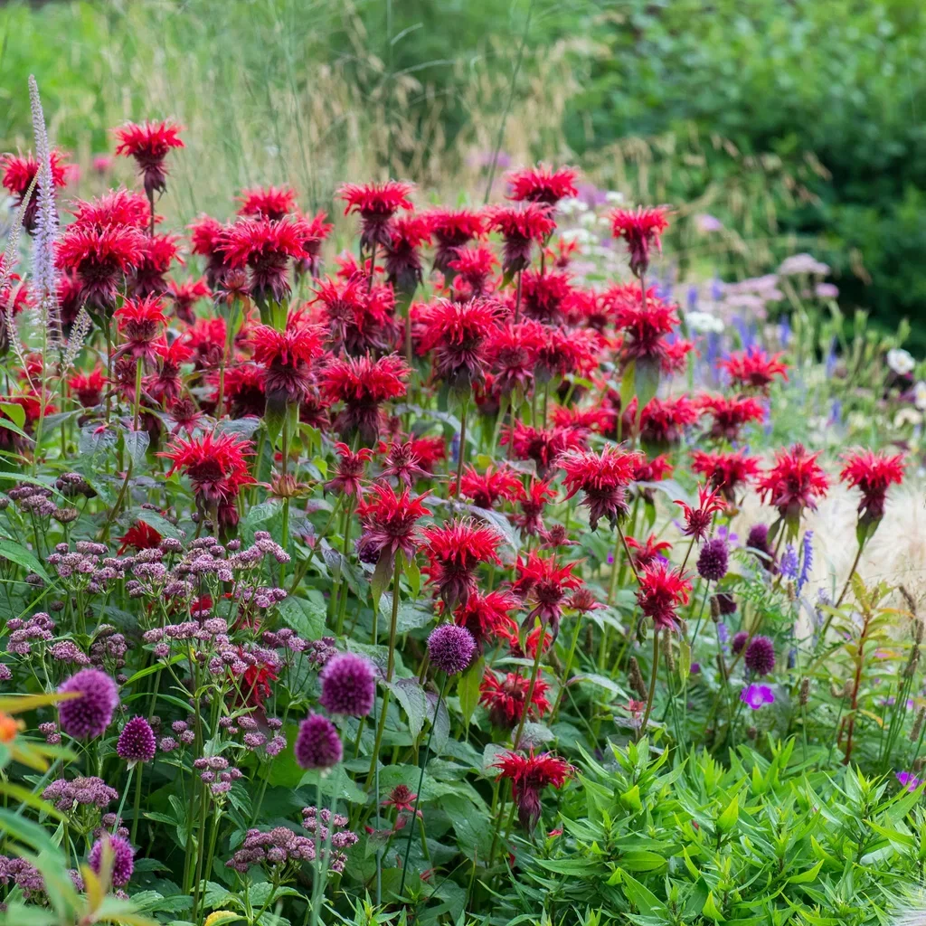 Hestemynte 'Cambridge Scarlet'
