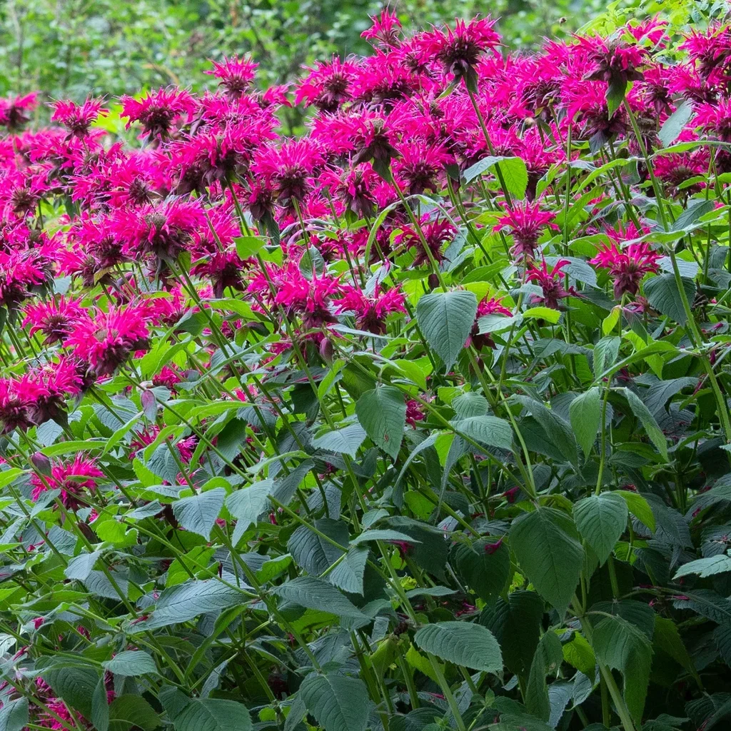 Hestemynte 'Marshall's Delight'