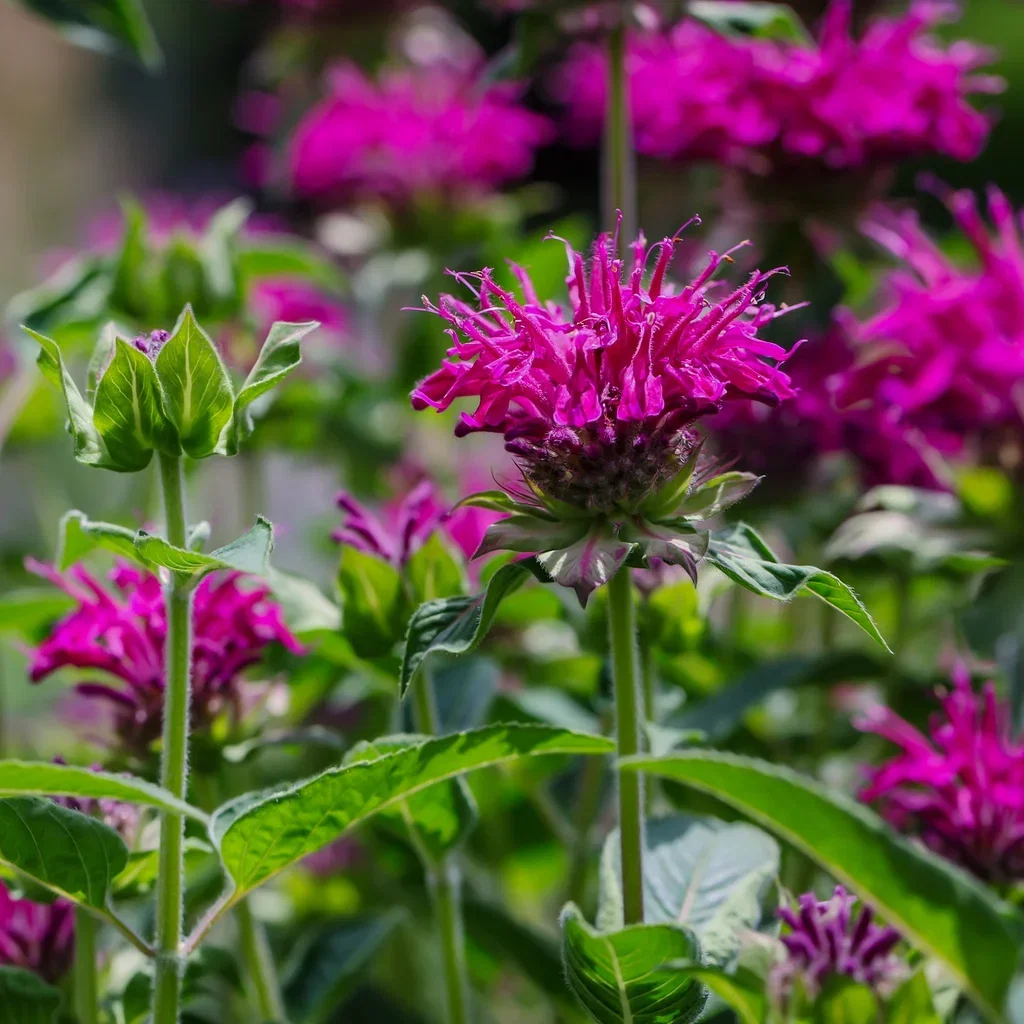 Hestemynte 'Marshall's Delight'