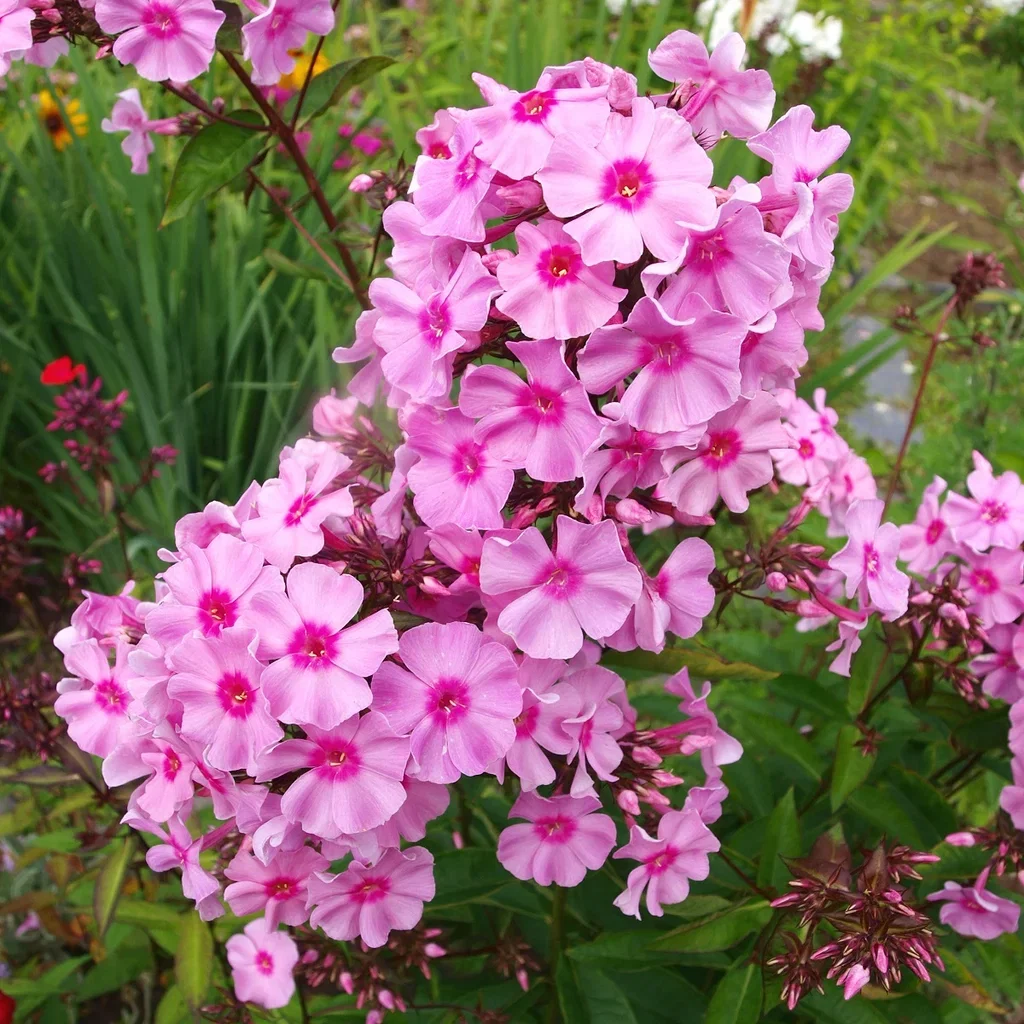 Høstfloks 'Bright eyes'