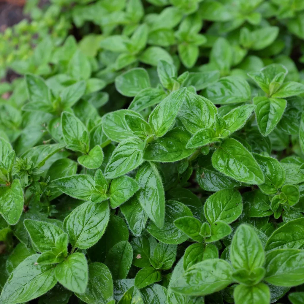 Bergmynte  'Compactum'