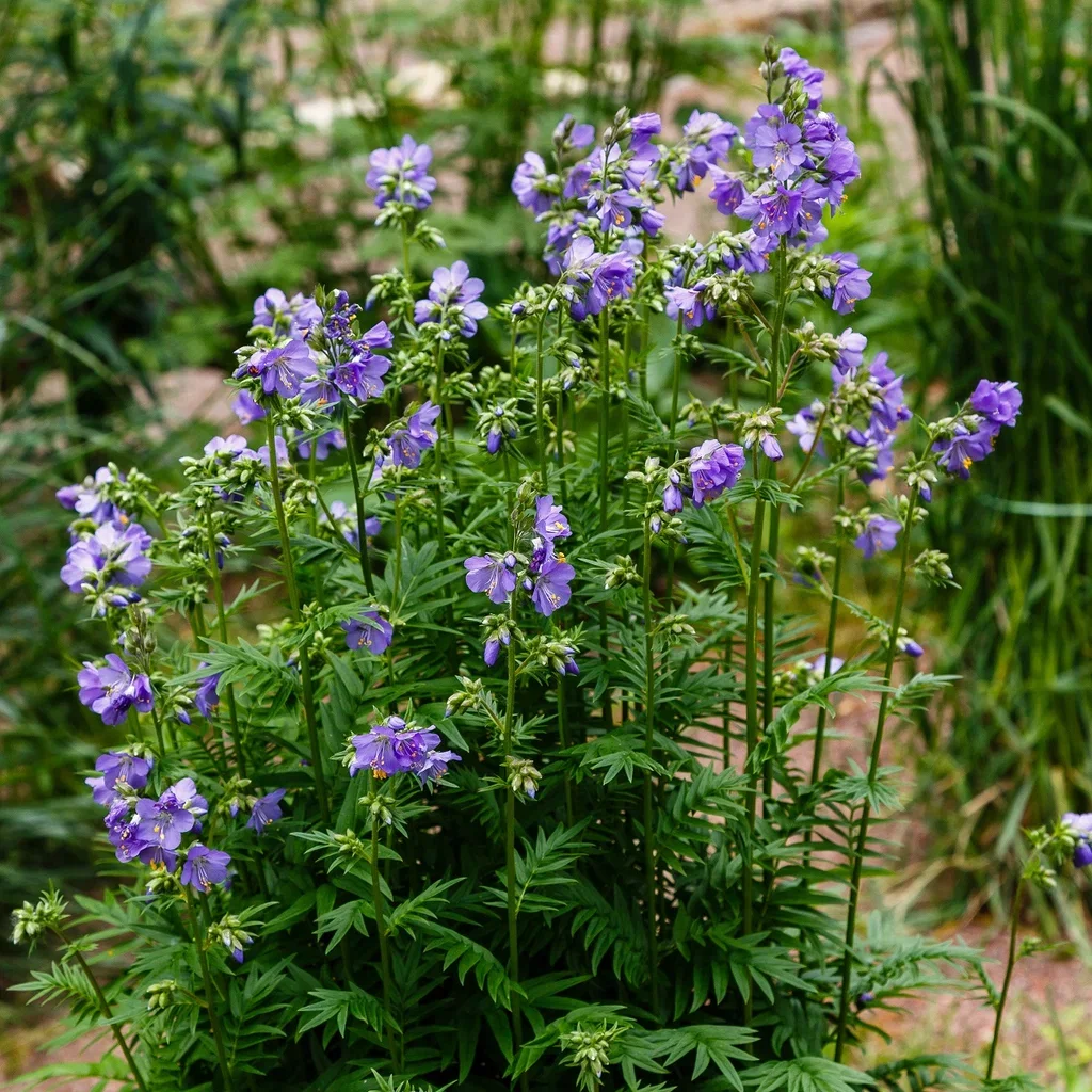 Polemonium caeruleum
