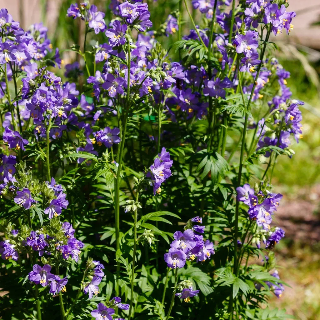 Polemonium caeruleum