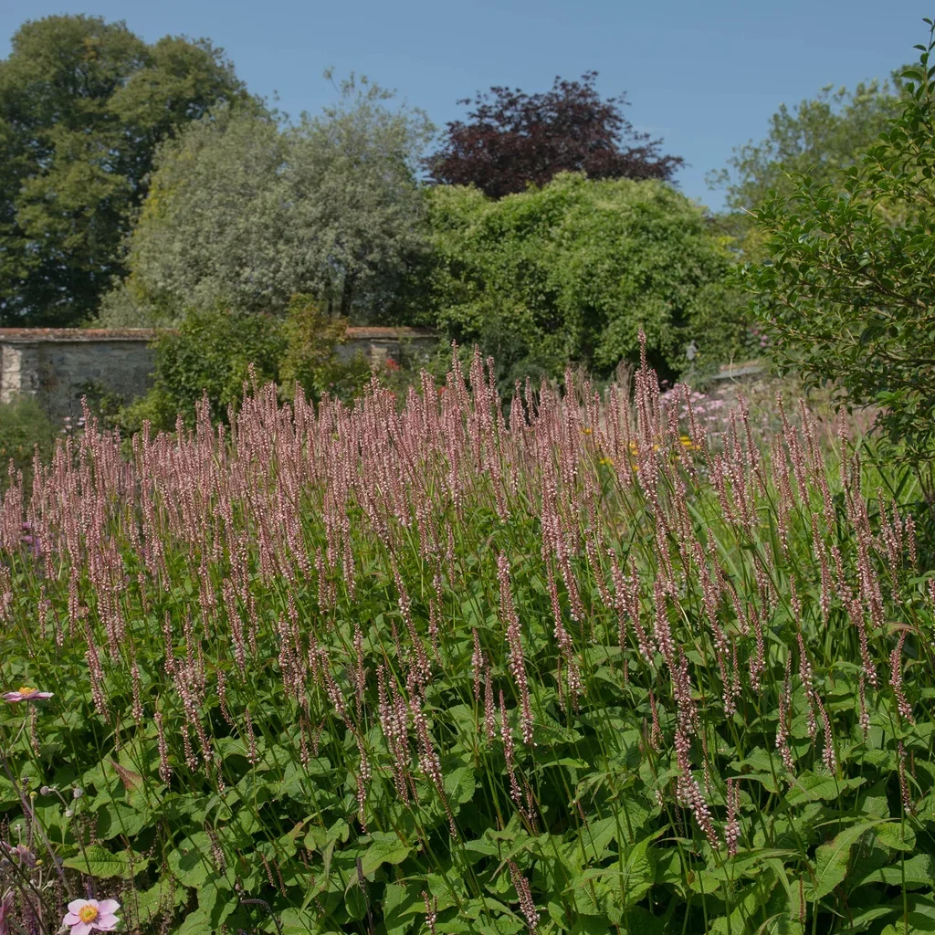 Blodslirekne 'Rosea'