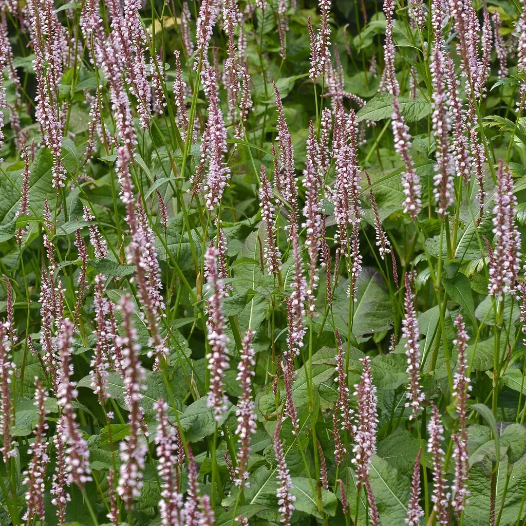 Blodslirekne 'Rosea'