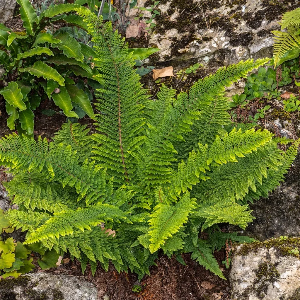 Skjoldbregne 'Herrenhausen'