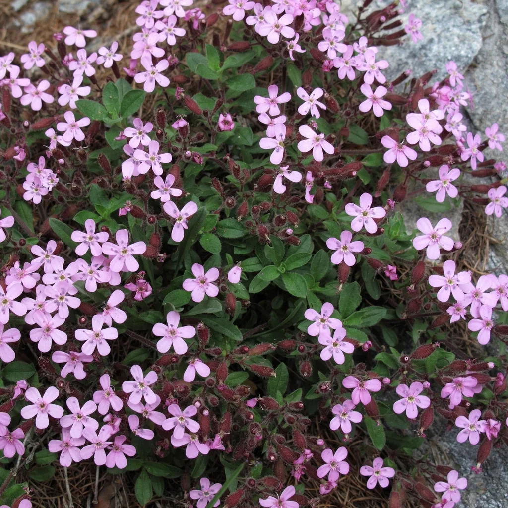 Saponaria ocymoides
