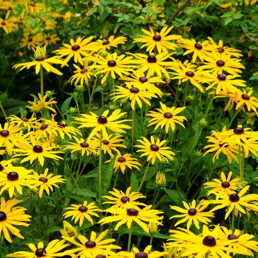 Praktsolhatt 'Goldsturm'