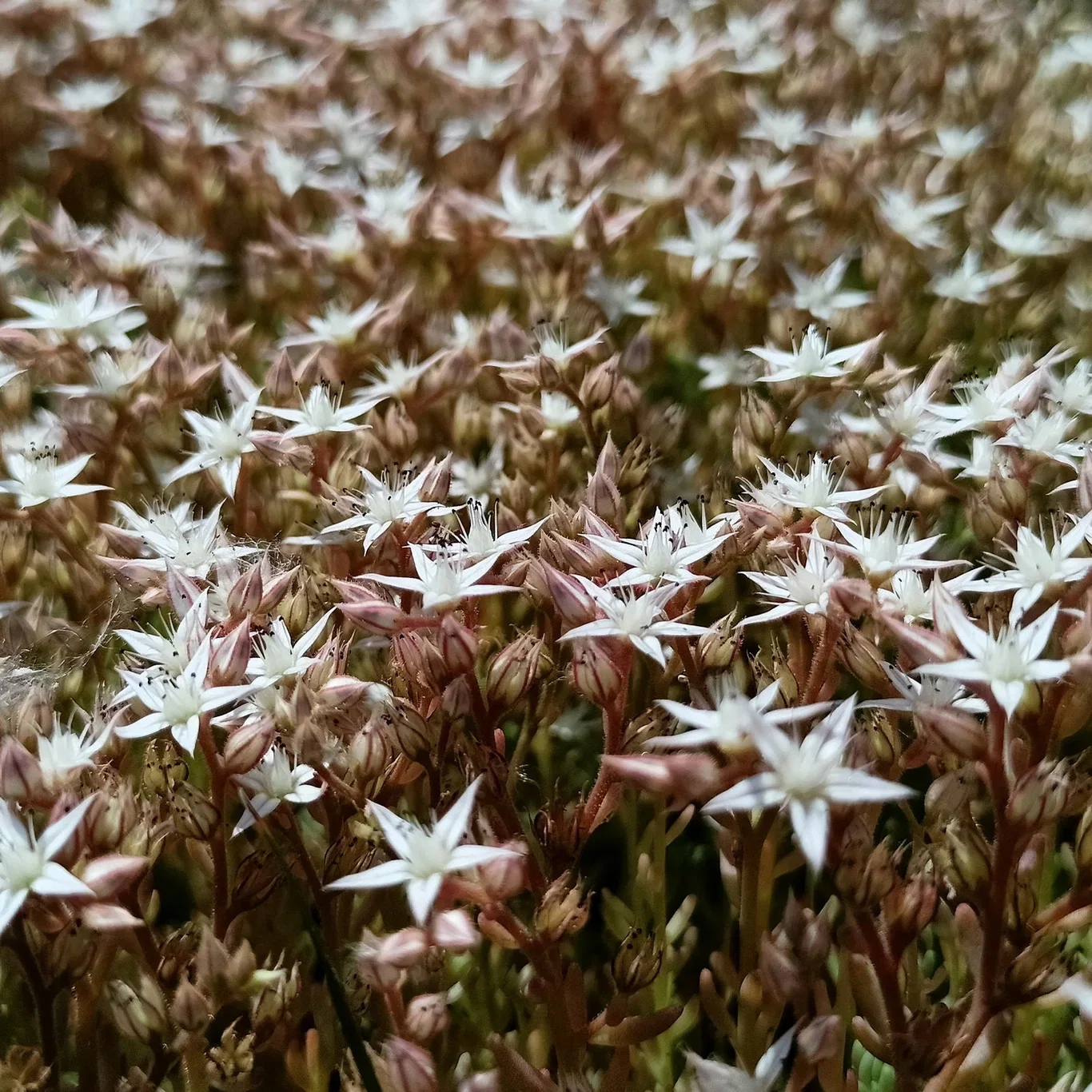 Hvitbergknapp 'Coral Carpet'