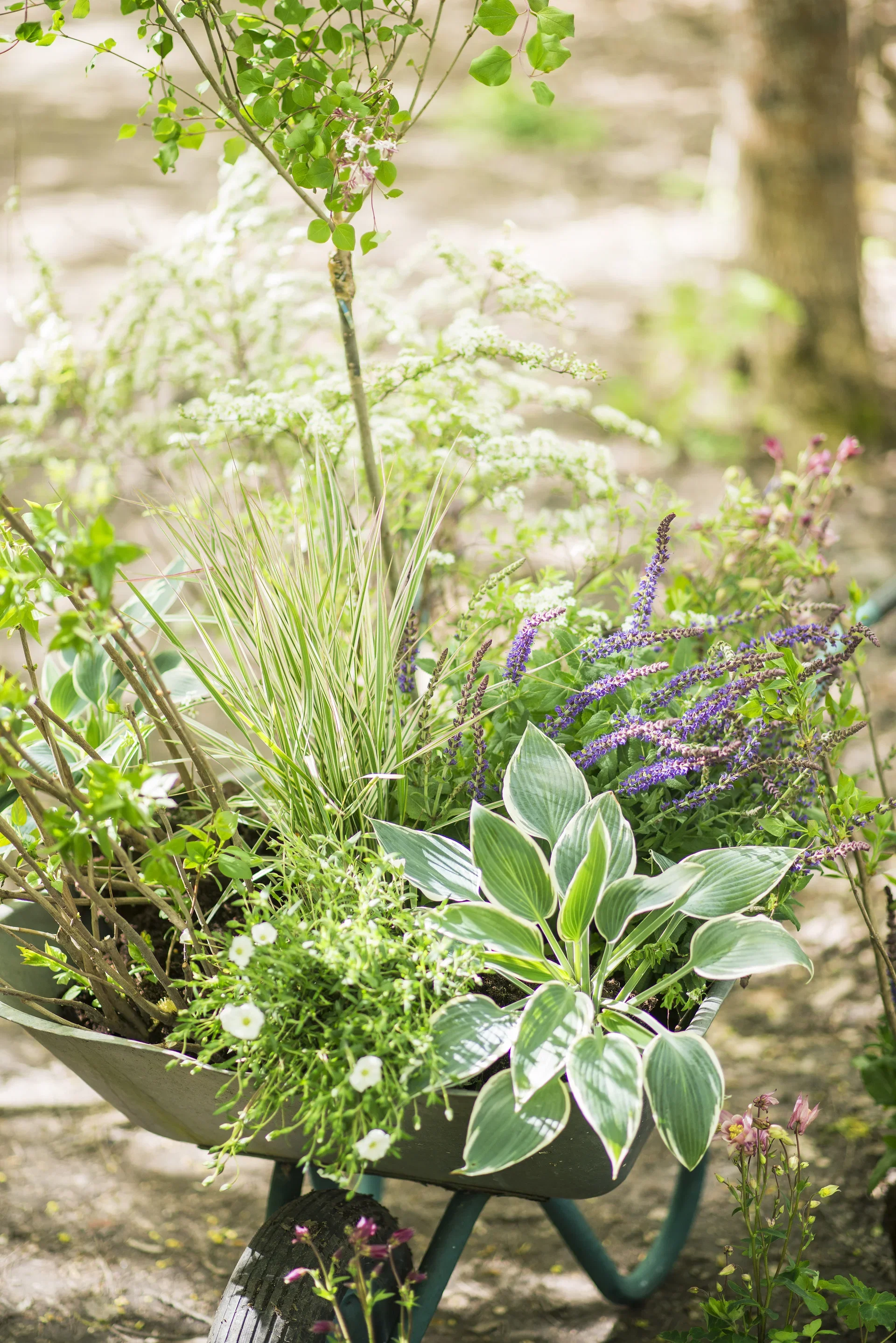 Silene mar. 'Weisskehlchen'