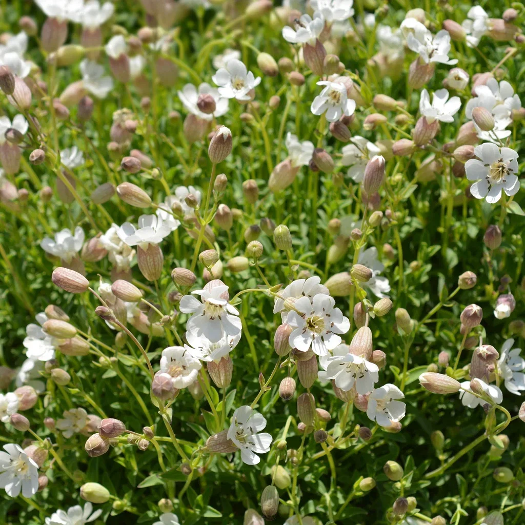Silene mar. 'Weisskehlchen'